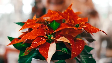 Greșeala banală care îți usucă Crăciunița în câteva zile. Ce trebuie să faci ca să o salvezi