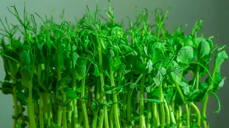 S-a creat un nou aliment pentru a elimina deficitul de B12! Doar 15g conțin doza zilnică recomandată