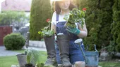 Ce trebuie să pui peste pământ pentru a scăpa de gândaci. Trucul secret al grădinarilor din Moldova