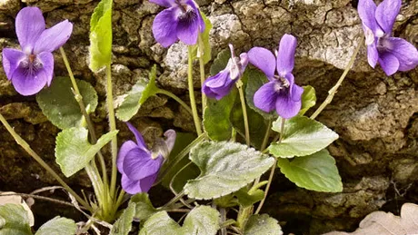 Toporaşi (Viola odorata)