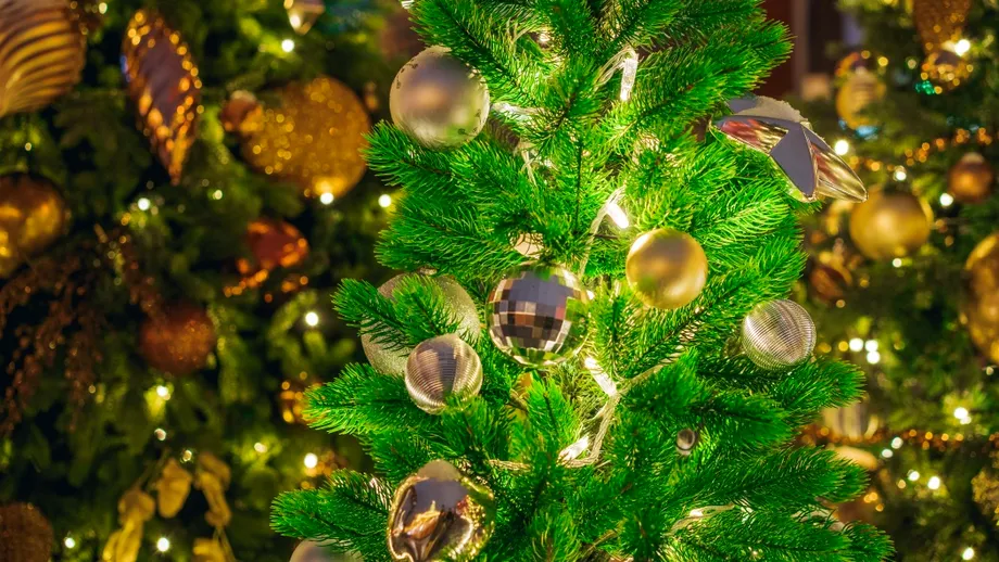 Nu îți lăsa bradul să moară înainte de sfârșitul sărbătorilor! Trucuri pe care grădinarii nu ți le spun