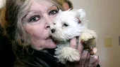 Brigitte Bardot, ca mamă: „Mai bine aveam un câine decât un copil”. Ce relație are cu fiul pe care l-a numit „tumoră canceroasă” când era însărcinată