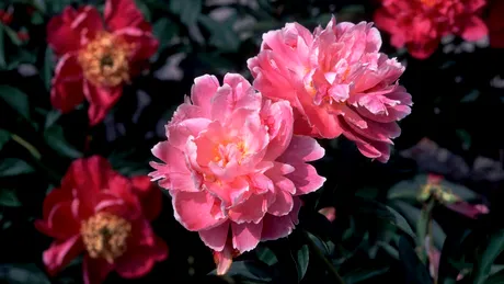 Cum faci bujorul să înflorească spectaculos în grădina ta! Ce e nevoie să schimbi la îngrijirea lui