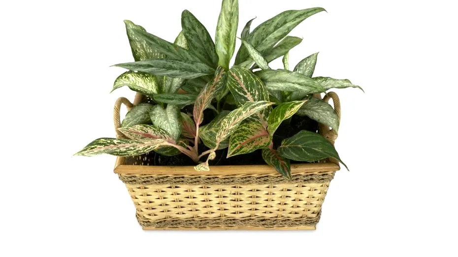 Flori care aduc ghinion în casă. De evitat mai ales dacă ai probleme de sănătate