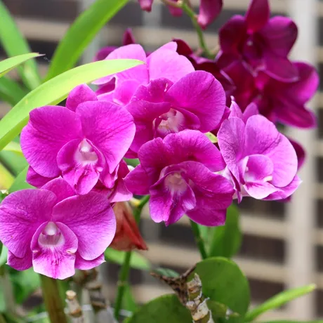 Greșeala pe care o faci când cumperi orhidee. Modul în care o uzi face mai mult rău decât bine