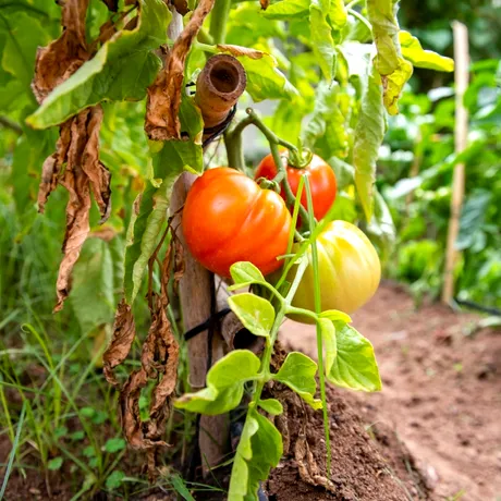 Cum recunoști și cum combați Tuta absoluta, molia minieră a tomatelor