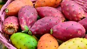 Fructul de cactus e o „ameninţare” pentru diabet şi bolile digestive