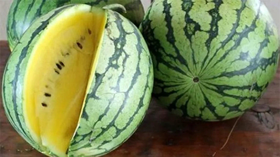 Este sănătos sau nu pepenele verde cu miez galben? De ce este galben, de fapt