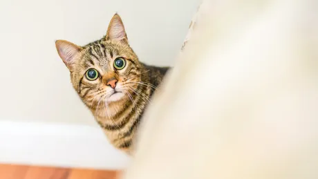 Semnalul sonor pe care pisicile nu îl pot ignora: de ce reacționează întotdeauna la „pis, pis, pis”?