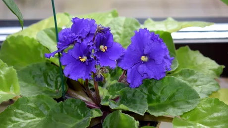 Trei flori pe care le ai în casă se pot ofili dacă le uzi incorect! Trebuie evitată stropirea frunzelor