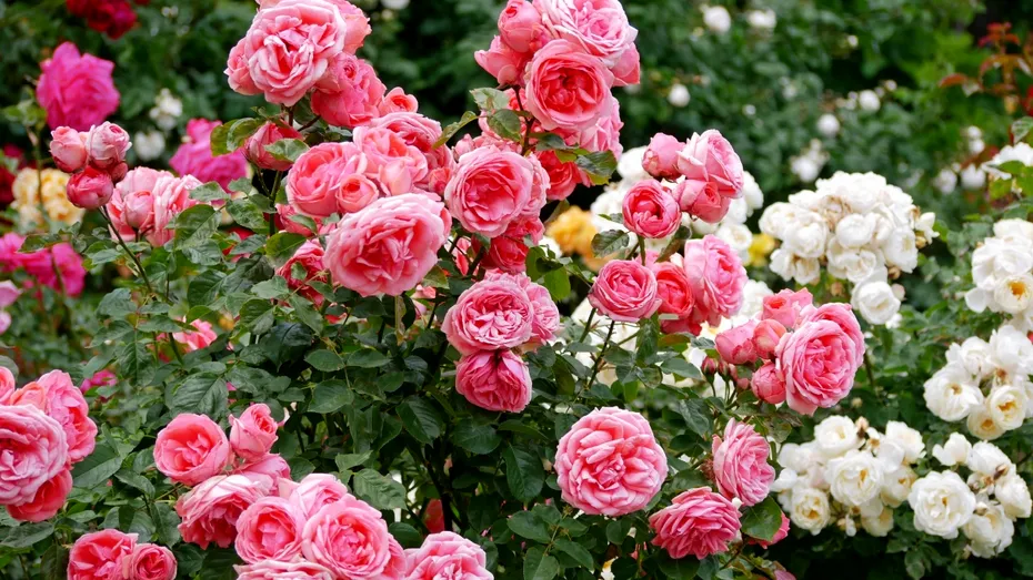 Ai trandafiri în grădină? Fă acest lucru simplu în 5 minute înainte de primăvară