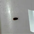 Cum să scapi de gândaci și de țânțarii din casă, cu o simplă folie de aluminiu