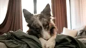 Câinele și-a făcut nevoile în pat? Trucurile simple care te ajută să scapi de miros și pete