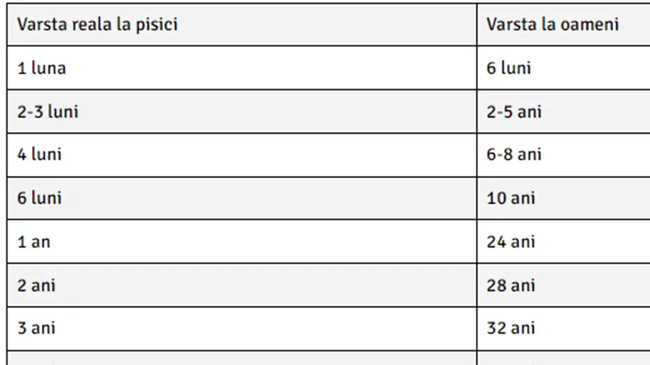 Tabelul vârstei reale a pisicilor | Câți ani ar avea pisica ta, dacă ar fi om