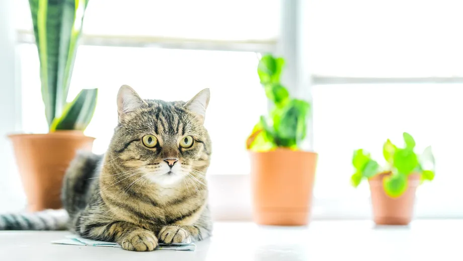 Nu trebuie să ții aceste PLANTE în casă dacă ai câini sau pisici! Una dintre ele le poate fi chiar FATALĂ