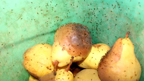 Cum scapi de musculițele bețive cu oțet. Soluția simplă pentru exterminarea muștelor de fructe