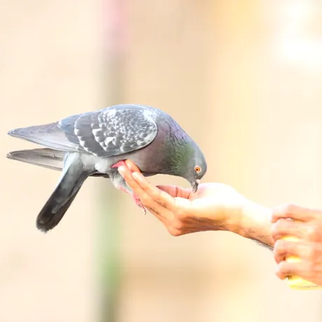 Hrănirea porumbeilor ar putea fi interzisă prin lege. Boala transmisibilă la oameni pe care o răspândesc aceste păsări