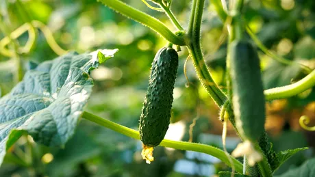 Când se plantează castraveții și cum îți asiguri o cultură sănătoasă