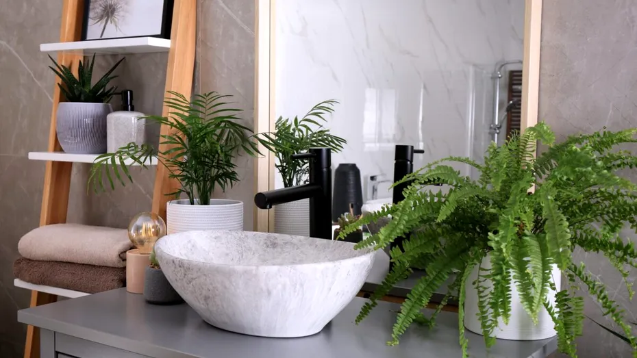 Ce plante poți pune în baie și care sunt cele mai potrivite pentru umezeală