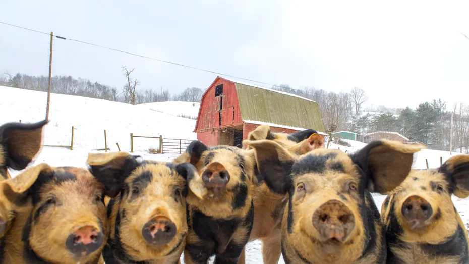 Obiceiuri și superstiții românești de Ignat