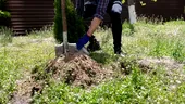Arborii pe care NU ar trebui să-i plantezi în curtea casei. Aceste specii sunt periculoase pentru sănătate