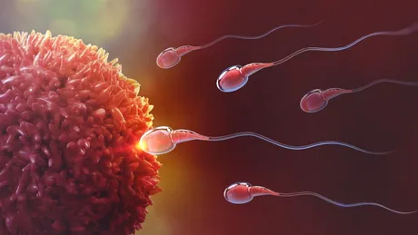 COVID-19 ar putea provoca infertilitate masculină