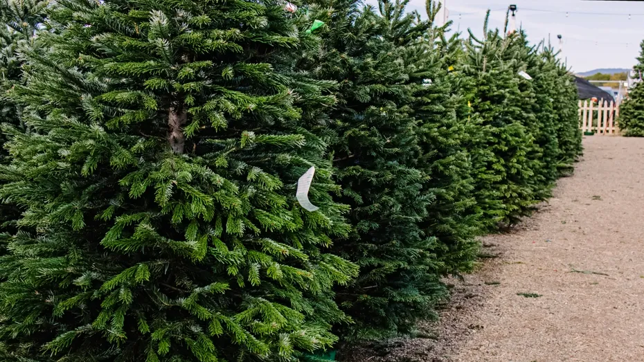 De ce bradul de Crăciun nu mai are mirosul la fel de puternic ca-n copilărie