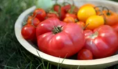 Cum ajuți roșiile să se coacă mai bine în august. Sfatul lui Monty Don pentru grădinari