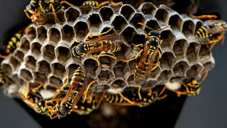 Cum scapi de viespi din curte cu metode naturale: Plante repelente, spray-uri și capcane eficiente