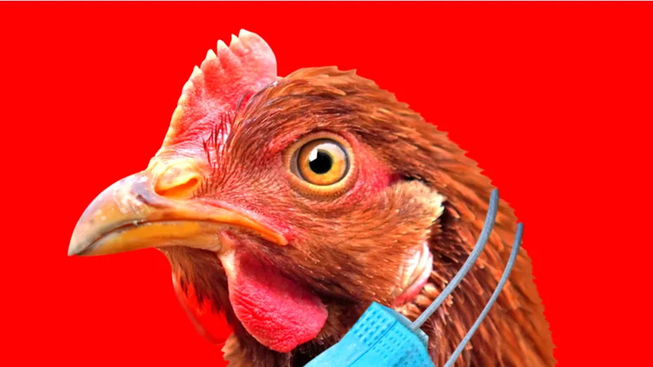 Gripă aviară: China raportează primul pacient cu noua tulpină
