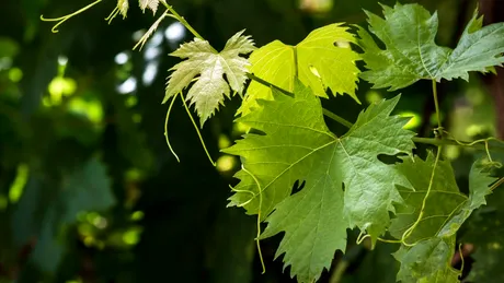 Ceai din viță de vie pentru menopauză: ce beneficii importante au frunzele de viță