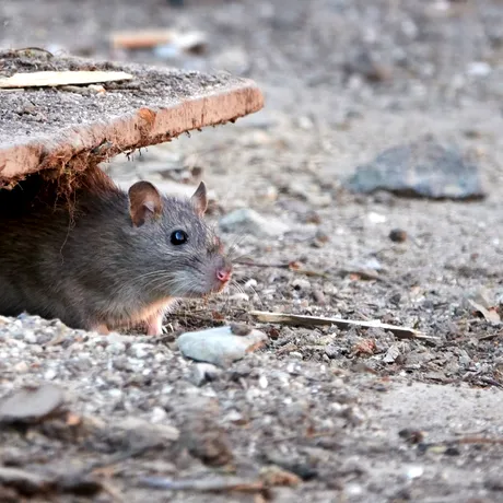 Soluții NATURALE care pot ține rozătoarele la distanță. Cum îți ferești locuința de invazia șobolanilor
