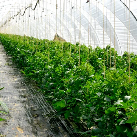 Cum scapi rapid de musculița neagră de pe roșii. Insecticidul natural care funcționează din prima