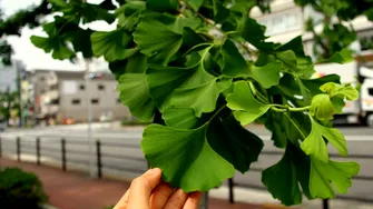 Ginkgo biloba: beneficii, limite și ce trebuie să știi înainte să îl folosești