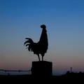Ce înseamnă când cântă cocoșul noaptea? Semnificațiile din tradiția populară și explicația specialiștilor