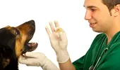 Cum previi infectarea cu paraziţi intestinali de la animale la oameni?