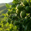 Beneficiile NEBĂNUITE ale frunzelor de prun. Cum prepari un laxativ natural și ușor