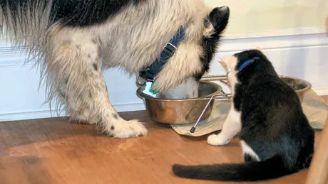 Ce se întâmplă, de fapt, dacă îi dai pisicii tale hrană pentru câini