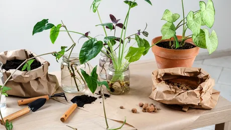 Plantele tale mor încet fără să știi! Cum să le salvezi chiar dacă le-ai uitat să le uzi