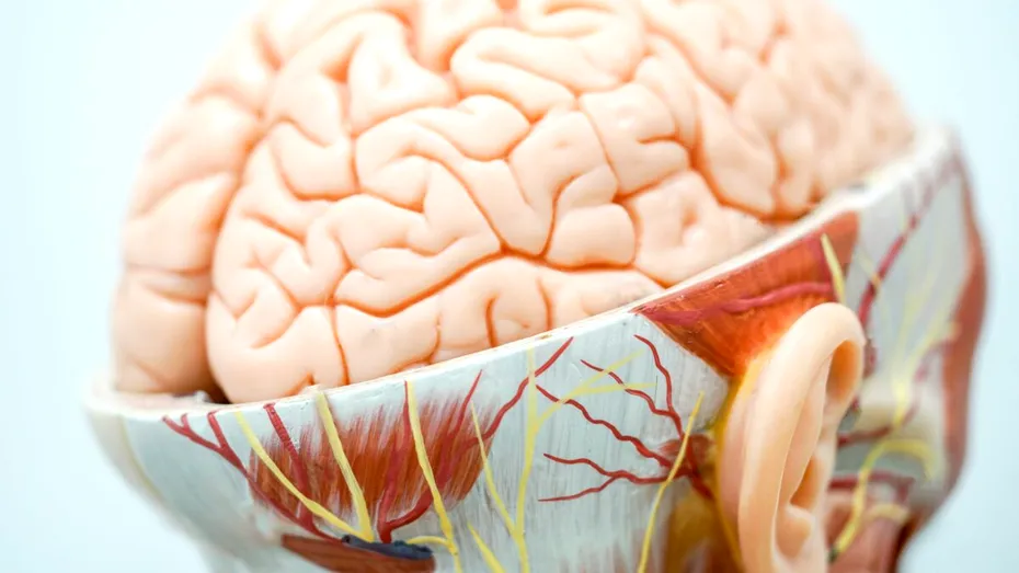 Cum este afectat creierul de nivelul crescut al trigliceridelor