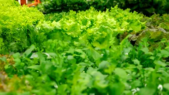 Condimentele nelipsite din salate care pot deveni toxice pentru ficat, conform specialiștilor