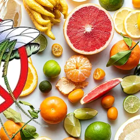 Fructul ieftin care te scapă definitiv de țânțari. Costă doar 2 lei și se găsește în toate supermarketurile românești