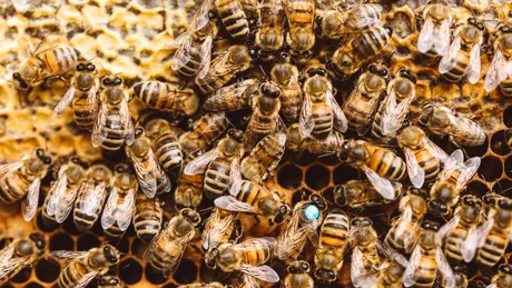 Avertismentul care îi va îngrozi pe toți cei care se tem de albine: O înțepătură te poate ucide!