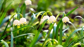 Cum va fi vremea de Florii? Meteorologii au actualizat prognoza meteo pentru începutul lunii aprilie