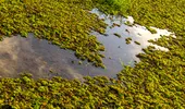 „Caviarul verde”, leguma care i-a înnebunit pe europeni! Crește în apă și se folosește pentru a trata guta sau artrita reumatoidă
