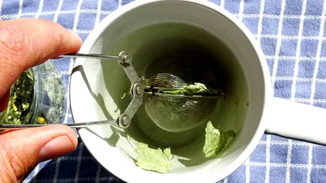 Noua obsesie TikTok: ceaiul cu efecte calmante, digestive și antivirale care acționează și ca un „Ozempic natural”