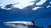 Ulei de ficat de rechin: riscuri și beneficii