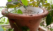 Ai observat furnici în ghivecele cu flori? Cum să scapi de aceste insecte pentru a proteja planta