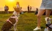 Semnele ascunse ale bolii Lyme la câini. Ce recomandă medicii veterinari și cum îți poți proteja patrupedul
