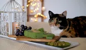 De ce sunt pisicile obsedate de măsline. Motivul pentru care felinele nu pot rezista acestor gustări delicioase